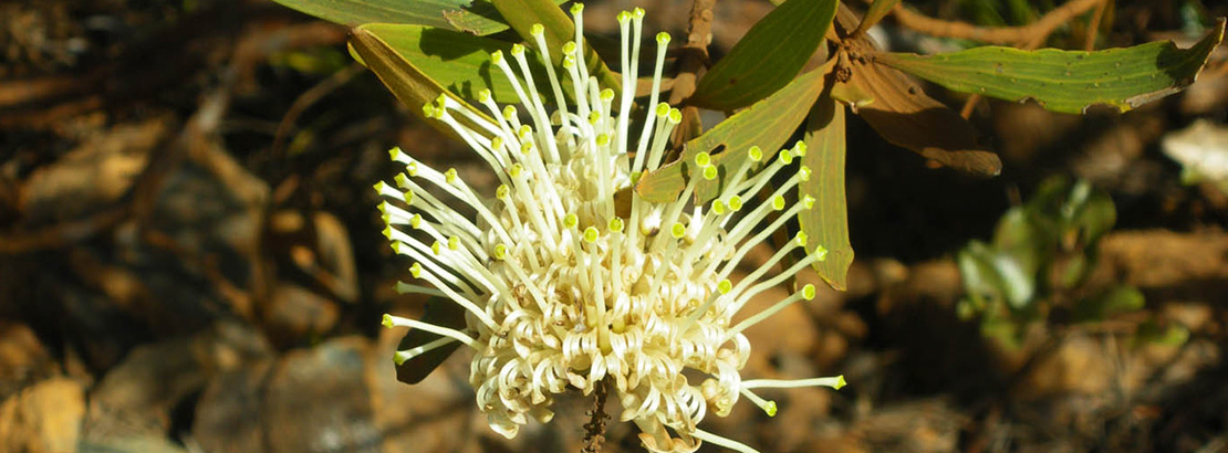 grevillea