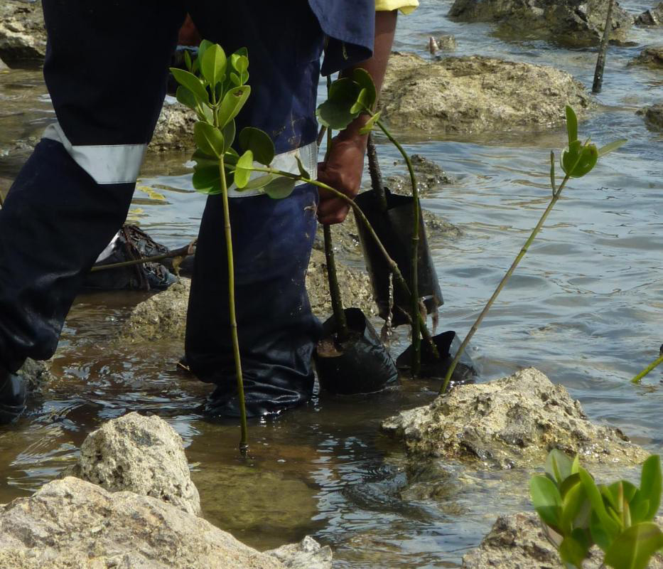 plantation paletuvier